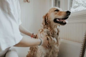 Banyo yapan köpek