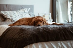 Yatakta Köpek