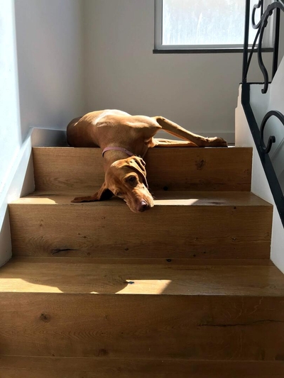 Merdivenlerde Yatan Köpek