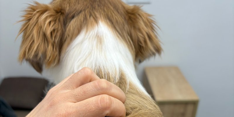 Mikroçip uygulaması: 2026 Son Durum