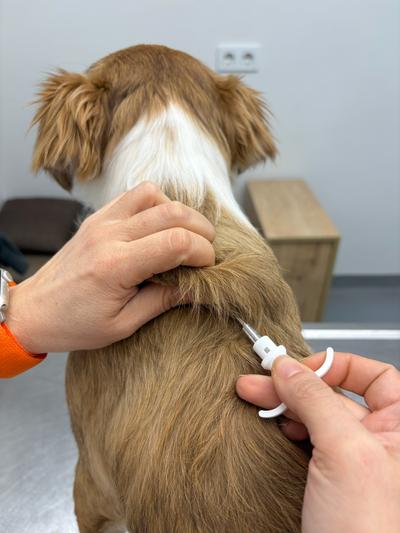 Mikroçip uygulaması